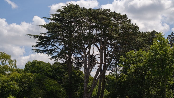 A large tree on a sunny day at Hatfield Forest, Essex